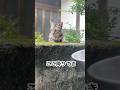 待ってました！😸「10日ぶりに来たよ」#トラ福（細マッチョ）