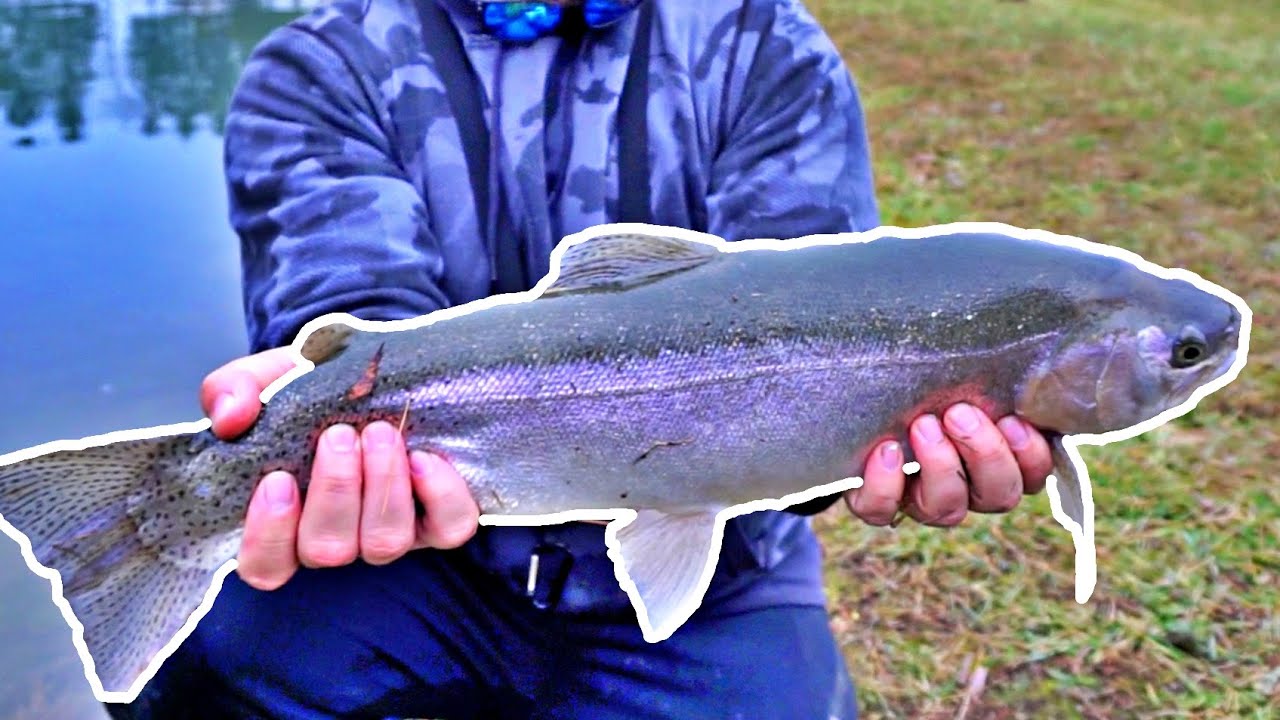Pennsylvania Trout Fishing in the Allegheny National Forest! YouTube