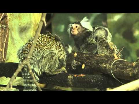 Video: Kosman trpasličí - nejmenší primát