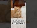 いいところで邪魔されてキョトンな子猫🐱