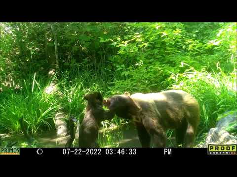 bear momma two cubs 22Jul2022