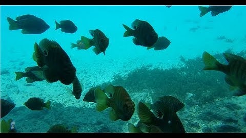 The Best of the Samsung Galaxy S8 Photos and Videos Taken By Varieties Teck