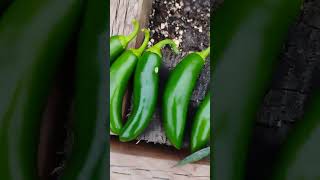 Jalapeno harvest/W Dr. Greenbody (Squash update)