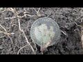 GOLD! SILVER! COIN SPILLS! LARGE CENT! FLAT BUTTON! RELICS! MEGA METAL DETECTING HUNT!!!