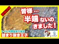 【詰まり抜き】溶けないティッシュが原因でマンホール内がパンパンに！大量の汚水が出てきます！桝と排水管を職人による高圧洗浄できれいに掃除！すっきり！[drain][排水溝掃除][現場]