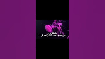القارئ عامر الكاظمي|سورة الضحىٰ#قرآن#
