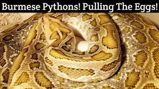 Famous Burmese Pythons!  Pulling The Eggs From The Snake! Wealth