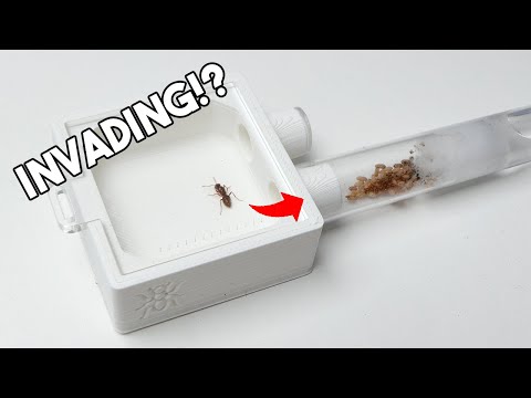 Video: Ant Queen (reina): Cómo Se Ve, Dónde Encontrar, Cuáles Son Las Funciones