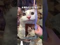 全部分かったら猫ミーム中毒です