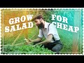 Grow Salad at Home for Cheap - Arugula harvest and recipe