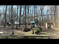 Peaceful birdsongs and wind chimes #nature #birdsong #wind chimes