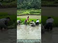 Rice Planting Prank Gone Wild: Mud War in the Paddy Field
