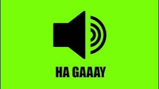 HA GAAAY SOUND EFFECT - DOWNLOAD LINK