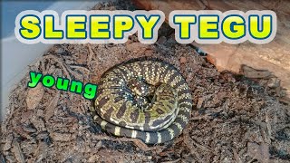 Tegu den/enclosure overview and he eats a large worm