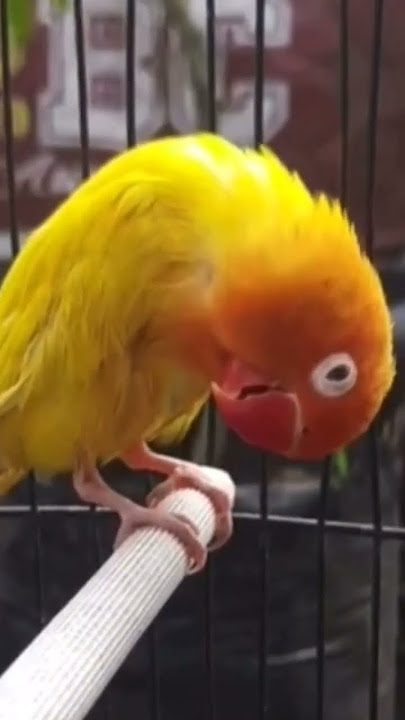 MEWAH.. Lovebird konslet gaya mewah sampai teler. #lovebirdkonslet #lovebirdminor #shorts