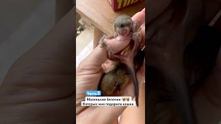 Кошка подарила мне бельчат