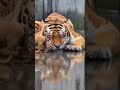 Gentle Tiger &amp; Puppy