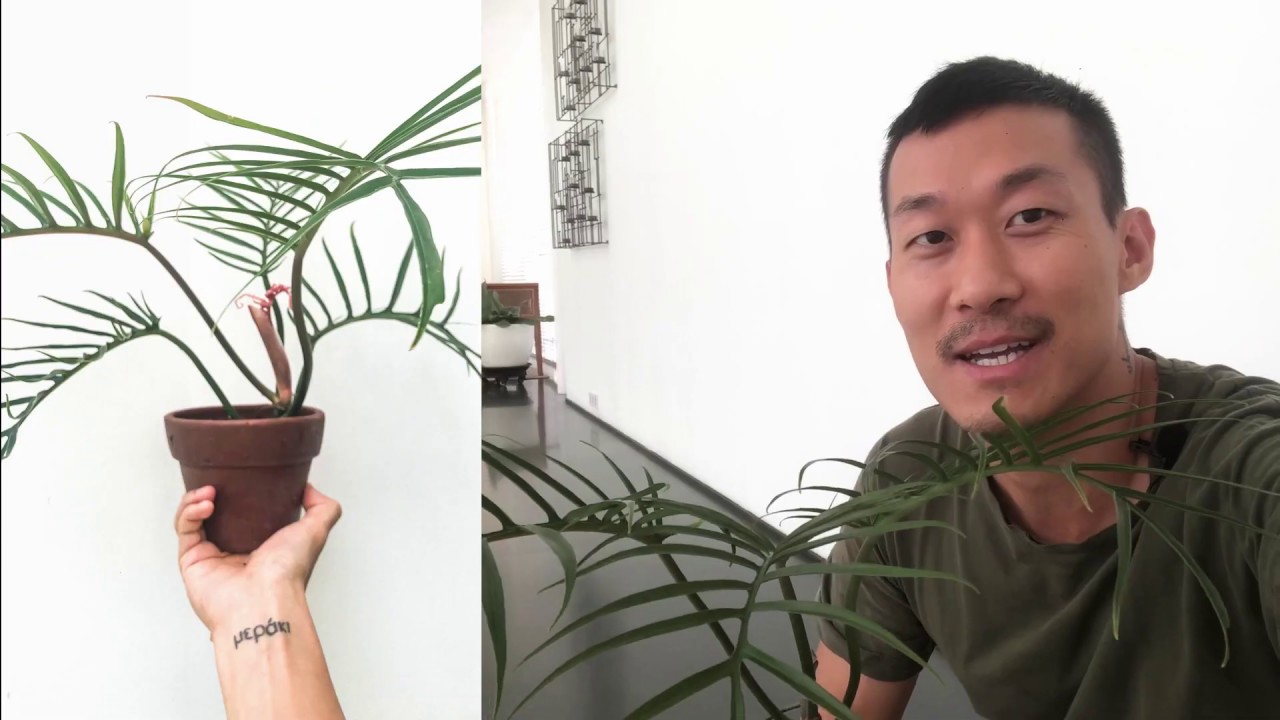 Philodendron Tortum Propagation