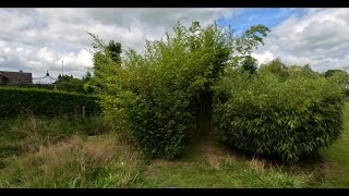 Flowering Black Bamboo (Phyllostachys nigra), don’t buy any black Bamboo, they are going to seed