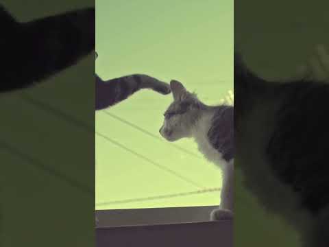 cute cat video #shorts #shortsyoutube #cat