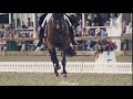 light it up - equestrian musicvideo by S!lverfox (read the description)