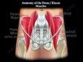 Anatomy Of The Psoas & Iliacus Muscles - Everything You Need To Know - Dr. Nabil Ebraheim