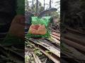 Skills for cooking meat in the jungle #camping #bushcraft #survival #facts #skills #sentohub