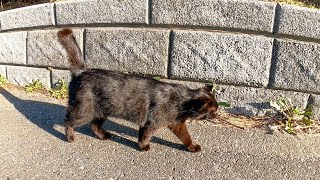海沿いの道で黒猫の散歩に付いていくと途中から茶トラ猫も合流してきた