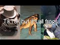 TikTok but it’s all frogs