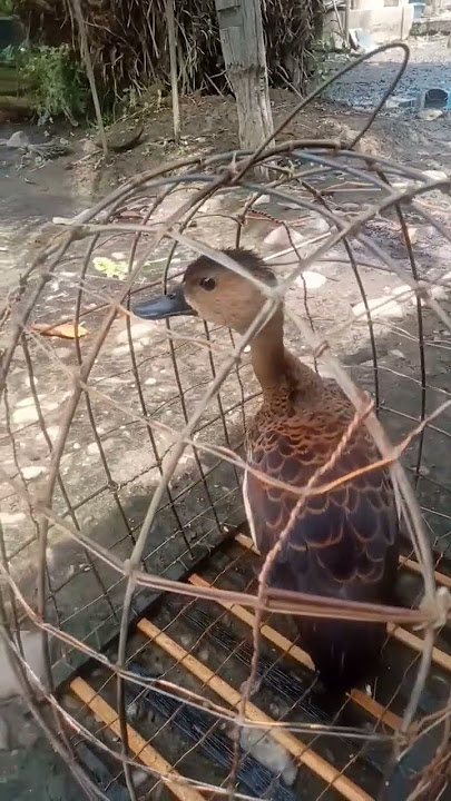 Suara burung belibis yg unik