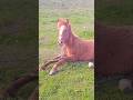 A foal 🐎 lies on the grass on a May day / Жеребёнок 🐴 лежит на траве майским днём ++ #horse #foal