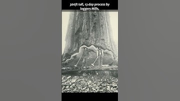 The Mark Twain tree (giant sequoia)🌍