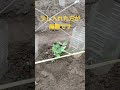 家庭菜園でスナップエンドウr8/5/21