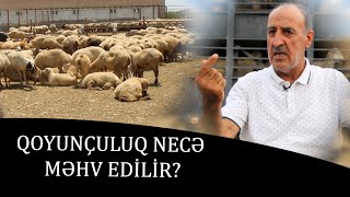 : Qoyun ti alarkn diqqtli olun! - Fermerdn SOK ACIQLAMALAR