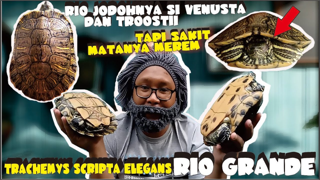 MENGOBATI KURA KURA MEREM || SAKIT MATA PADA KURA KURA 