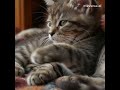 This AI Cat + Rain ASMR Will Heal Your Mind 🌧️🐱