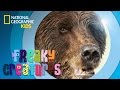Bear Behavior and Nutrition