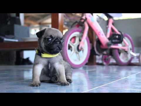 วีดีโอ: โรงงานลูกสุนัขและการผลิตสัตว์เลี้ยง Pedigree จำนวนมาก