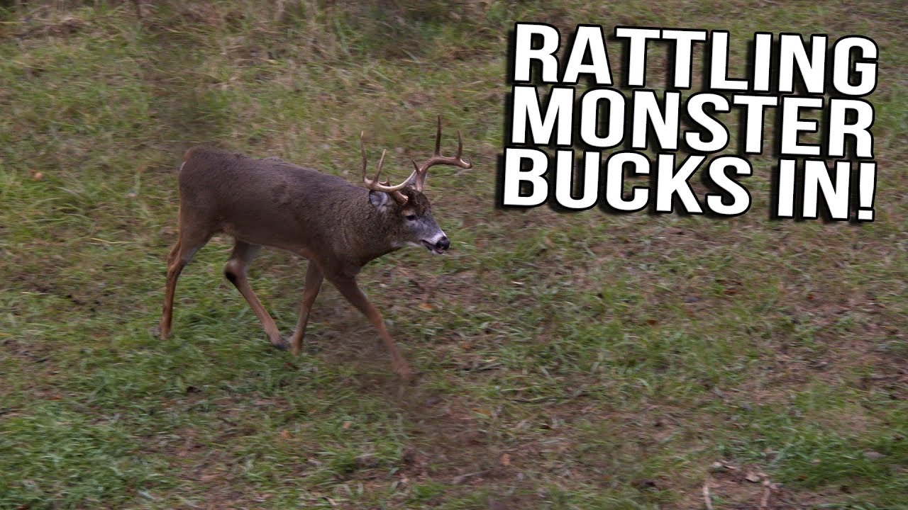 Just the Hunt- SemiLive Hunting Action- Rattling Monster Bucks In!
