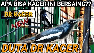 Kok Gini Sih ?? Kita Bahas Duta Dr Kacer Mafia Kicau 