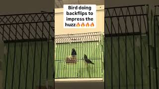 Bird does backflip to impress the huzz #fypシ゚viral #memesdaily#feedshorts #memes #funny #explorepage Bird does backflip to impress the huzz #fypシ゚viral #memesdaily#feedshorts #memes #funny #explorepage