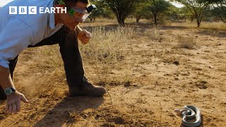 Spitting Cobra Sprays Venom At Steve Backshall Deadly 60 Bbc Earth Kids