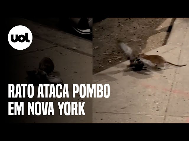 Vídeo chocante: rato gigante mata pomba após arrastá-la para debaixo de  carro - Hora 7 - R7 Hora 7