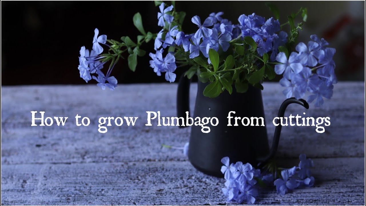 How to grow Plumbago from cuttings(with initial update)নীল চিতার ডাল থেকে চারা তৈরির সম্পূর্ণ পদ্ধতি