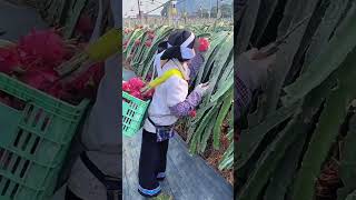 cutting dragon fruit from the vine and placing it into a green basket on a farm with great care