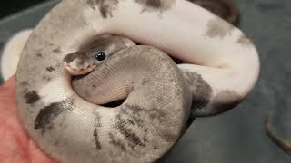 Celebrity Urban Camo clutch from December 2018. Wealth