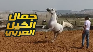 جمال الخيل العربيه الأصيله | Arabian Pure Horses