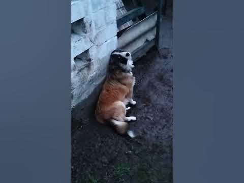 Кнопа - YouTube