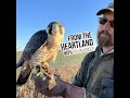 Episode 273: American Falconry