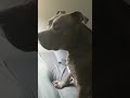 Large Pitbull Has The Softest Cry. Check Out The Whole Vid! #dog #pets #bullypit #dogbreed #pitbully